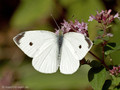 Kleiner Kohlweißling (Pieris rapae), Weibchen - DE (HH)