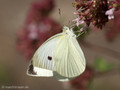 Kleiner Kohlweißling (Pieris rapae), Weibchen - DE (HH)