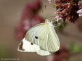 Kleiner Kohlweißling (Pieris rapae), Weibchen - DE (HH)