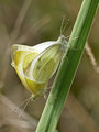 Kleiner Kohlweißling (Pieris rapae), Kopula - DE (NI)