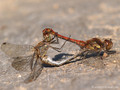Große Heidelibelle (Sympetrum striolatum), Paarungsrad - DE (HH)
