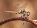Große Heidelibelle (Sympetrum striolatum), Weibchen - FR (Korsika, Balagne)