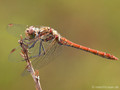 Große Heidelibelle (Sympetrum striolatum), Männchen - FR (Korsika, Balagne)