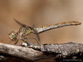 Große Heidelibelle (Sympetrum striolatum), Weibchen - FR (Korsika, Balagne)
