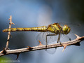 Große Heidelibelle (Sympetrum striolatum), Weibchen - FR (Korsika, Balagne)