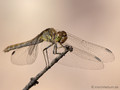 Große Heidelibelle (Sympetrum striolatum), Weibchen - FR (Korsika, Balagne)