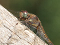 Große Heidelibelle (Sympetrum striolatum), Weibchen - DE (MV)