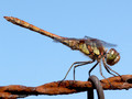 Große Heidelibelle (Sympetrum striolatum), Männchen - DE (SH)