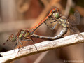 Große Heidelibelle (Sympetrum striolatum), Paarungsrad - FR (Korsika, Balagne)
