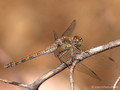 Große Heidelibelle (Sympetrum striolatum), Weibchen - FR (Korsika, Balagne)