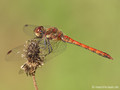 Große Heidelibelle (Sympetrum striolatum), Männchen - DE (HH)