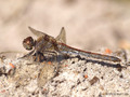 Große Heidelibelle (Sympetrum striolatum), Weibchen - DE (SH)