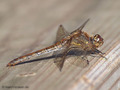 Große Heidelibelle (Sympetrum striolatum), Weibchen - DE (SH)