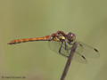 Große Heidelibelle (Sympetrum striolatum), Männchen - DE (MV)