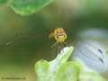 Große Heidelibelle (Sympetrum striolatum), Weibchen - DE (MV)
