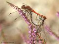 Große Heidelibelle (Sympetrum striolatum), Paarungsrad - DE (NI)