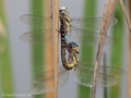 Herbst-Mosaikjungfer (Aeshna mixta), Paarungsrad - DE (MV)