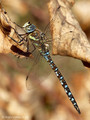 Herbst-Mosaikjungfer (Aeshna mixta), Männchen - DE (SH)