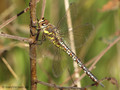 Herbst-Mosaikjungfer (Aeshna mixta), Weibchen - DE (SH)