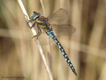 Herbst-Mosaikjungfer (Aeshna mixta), Männchen - DE (NI)