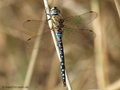 Herbst-Mosaikjungfer (Aeshna mixta), Männchen - DE (NI)