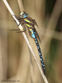 Herbst-Mosaikjungfer (Aeshna mixta), Männchen - DE (NI)