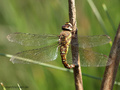 Herbst-Mosaikjungfer (Aeshna mixta), Weibchen bei der Eiablage - DE (NI)