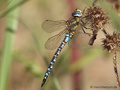 Herbst-Mosaikjungfer (Aeshna mixta), Männchen - DE (NI)