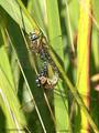 Herbst-Mosaikjungfer (Aeshna mixta), Paarungsrad - DE (HH)