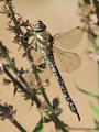Herbst-Mosaikjungfer (Aeshna mixta), Weibchen - DE (HH)