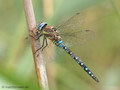 Herbst-Mosaikjungfer (Aeshna mixta), Männchen - DE (MV)