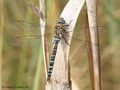 Herbst-Mosaikjungfer (Aeshna mixta), Männchen - DE (MV)