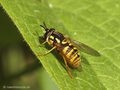 Gemeine Wespenschwebfliege (Chrysotoxum cautum), Weibchen - DE (ST)