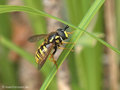 Gemeine Wespenschwebfliege (Chrysotoxum cautum), Weibchen - DE (NI)