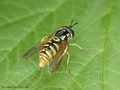 Gemeine Wespenschwebfliege (Chrysotoxum cautum), Weibchen - DE (NI)