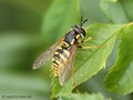 Gemeine Wespenschwebfliege (Chrysotoxum cautum), Weibchen - DE (NI)