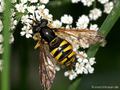 Gemeine Wespenschwebfliege (Chrysotoxum cautum), Weibchen - DE (NI)