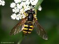 Gemeine Wespenschwebfliege (Chrysotoxum cautum), Weibchen - DE (NI)