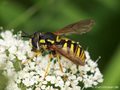 Gemeine Wespenschwebfliege (Chrysotoxum cautum), Weibchen - DE (NI)