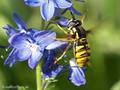 Gemeine Wespenschwebfliege (Chrysotoxum cautum), Weibchen - DE (MV)