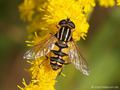 Gemeine Sumpfschwebfliege (Helophilus pendulus), Weibchen - DE (MV) 