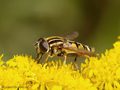 Gemeine Sumpfschwebfliege (Helophilus pendulus), Männchen - DE (MV) 