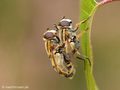Gemeine Sumpfschwebfliege (Helophilus pendulus), Kopula - DE (HH) 