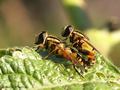 Gemeine Sumpfschwebfliege (Helophilus pendulus), Kopula - DE (HH) 