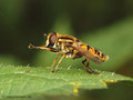 Gemeine Sumpfschwebfliege (Helophilus pendulus), Männchen - DE (MV)