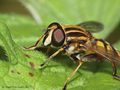 Gemeine Sumpfschwebfliege (Helophilus pendulus), Männchen - DE (HH) 