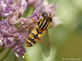 Gemeine Sumpfschwebfliege (Helophilus pendulus), Männchen - DE (NI)