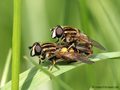 Gemeine Sumpfschwebfliege (Helophilus pendulus), Kopula - DE (MV) 