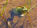 Wasserfrosch (Pelophylax spec.) - DE (HH)