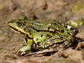 Wasserfrosch (Pelophylax spec.) - DE (HH)